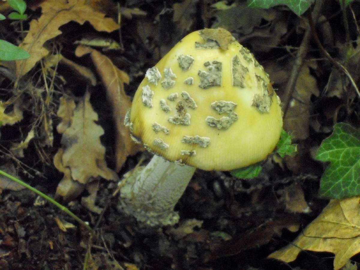Amanita da determinare
